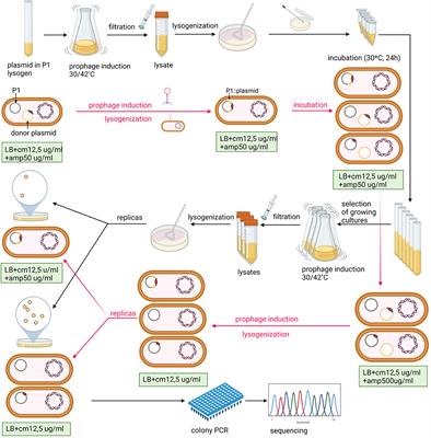 Efficient traceless modification of the P1 bacteriophage genome through homologous recombination with enrichment in double recombinants: A new perspective on the functional annotation of uncharacterized phage genes